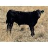Image 6 : Outlaw Cattle Company - 630# Steer Calves - 70 Head (Hussar, AB)