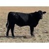 Image 7 : Outlaw Cattle Company - 630# Steer Calves - 70 Head (Hussar, AB)