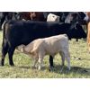 Image 6 : Cody & Brittany Black - 580# Steer Calves - 70 Head (Huxley, AB)