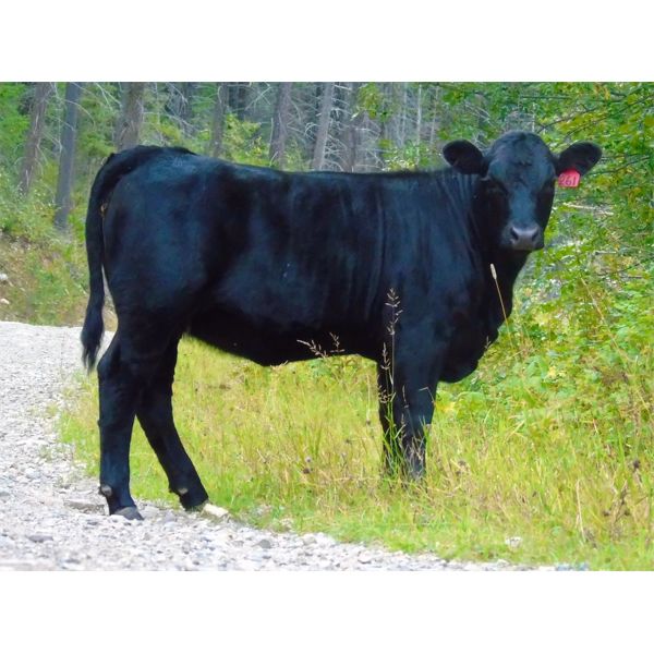 Bugaboo Ranch - 580# Heifer Calves - 107 Head (Brisco, BC)