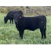 Image 5 : Bugaboo Ranch - 580# Heifer Calves - 107 Head (Brisco, BC)