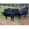 Image 6 : Bugaboo Ranch - 580# Heifer Calves - 107 Head (Brisco, BC)