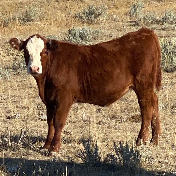 J-J Ranching - 520# Heifer Calves - 150 Head (Manyberries, AB)