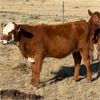 Image 3 : J-J Ranching - 520# Heifer Calves - 150 Head (Manyberries, AB)