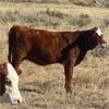 Image 5 : J-J Ranching - 520# Heifer Calves - 150 Head (Manyberries, AB)