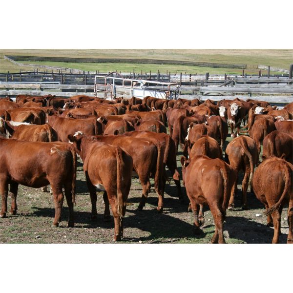 McIntyre Ranch - 825# Heifers - 105 Head (Magrath, AB)