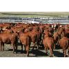 Image 1 : McIntyre Ranch - 825# Heifers - 105 Head (Magrath, AB)