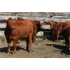 Image 2 : McIntyre Ranch - 825# Heifers - 105 Head (Magrath, AB)