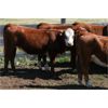 Image 5 : McIntyre Ranch - 825# Heifers - 105 Head (Magrath, AB)