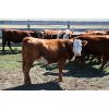 Image 7 : McIntyre Ranch - 825# Heifers - 105 Head (Magrath, AB)