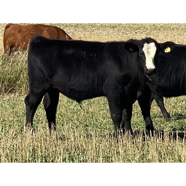 Dalbey Farms - 620# Steer Calves - 60 Head (Hussar, AB)