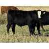 Image 1 : Dalbey Farms - 620# Steer Calves - 60 Head (Hussar, AB)