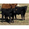 Image 5 : Dalbey Farms - 620# Steer Calves - 60 Head (Hussar, AB)