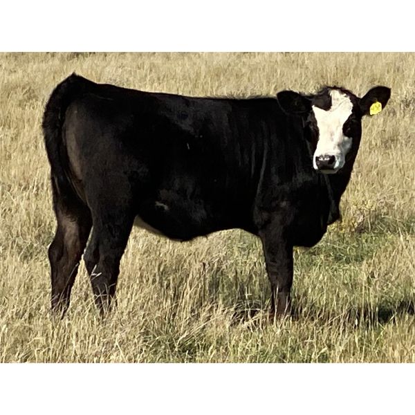 Dalbey Farms - 575# Heifer Calves - 60 Head (Hussar, AB)