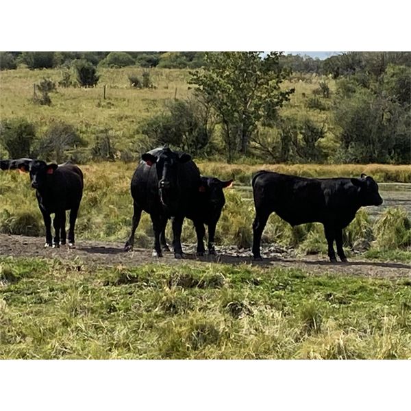 Jamie Griffith - 635# Steer Calves - 90 Head (Airdrie, AB)