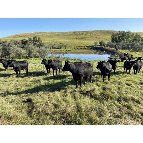 Jamie Griffith - 600# Heifer Calves - 90 Head (Airdrie, AB)