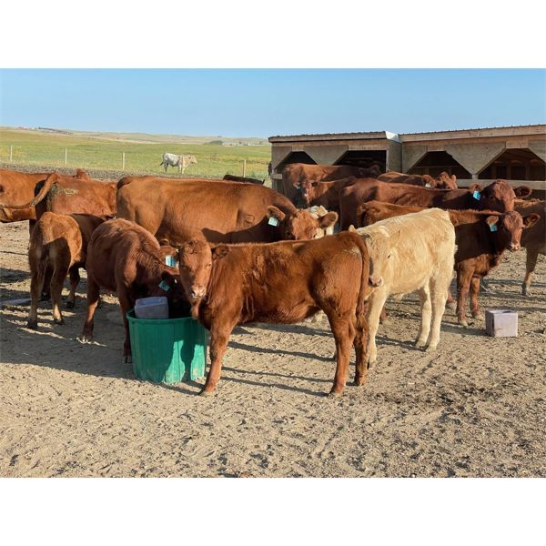 M&K Honess Farms Ltd. - 550# Heifer Calves - 62 Head (Picture Butte, AB)