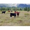 Image 2 : Kingsclere Ranch - 580# Steer Calves - 105 Head (Parsons, BC)