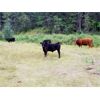 Image 3 : Kingsclere Ranch - 580# Steer Calves - 105 Head (Parsons, BC)