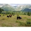 Image 4 : Kingsclere Ranch - 580# Steer Calves - 105 Head (Parsons, BC)