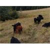 Image 5 : Kingsclere Ranch - 580# Steer Calves - 105 Head (Parsons, BC)