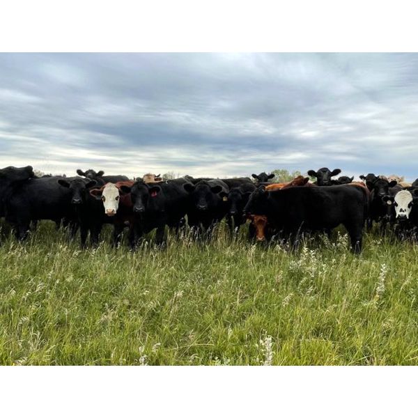 Sheldon Reimer - 835# Steers - 62 Head (Cromer, MB)