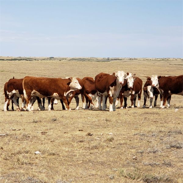 Bowie Ranch Ltd. - 920# Steers - 115 Head (Piapot, SK)