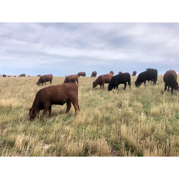 Cross Bar Ranch - 925# Heifers - 100 Head (Consort, AB)
