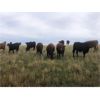 Image 2 : Cross Bar Ranch - 925# Heifers - 100 Head (Consort, AB)
