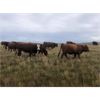 Image 3 : Cross Bar Ranch - 925# Heifers - 100 Head (Consort, AB)