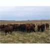 Image 5 : Cross Bar Ranch - 925# Heifers - 100 Head (Consort, AB)