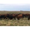 Image 6 : Cross Bar Ranch - 925# Heifers - 100 Head (Consort, AB)