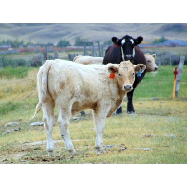 JG Larson Livestock (V-V) - 600# Steer Calves - 90 Head (Jenner, AB)