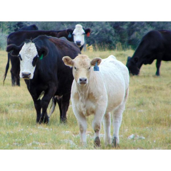 JG Larson Livestock (V-V) - 520# Steer Calves - 190 Head (Jenner, AB)