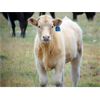 Image 5 : JG Larson Livestock (V-V) - 520# Steer Calves - 190 Head (Jenner, AB)