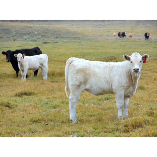 JG Larson Livestock (V-V) - 580# Heifer Calves - 107 Head (Jenner, AB)