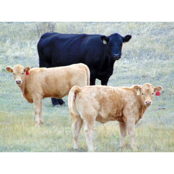 JG Larson Livestock (V-V) - 500# Heifer Calves - 120 Head (Jenner, AB)
