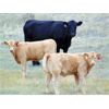 Image 1 : JG Larson Livestock (V-V) - 500# Heifer Calves - 120 Head (Jenner, AB)