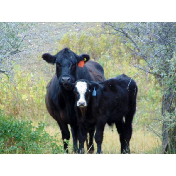 JG Larson Livestock (V-V) - 550# Steer Calves - 60 Head (Jenner, AB)