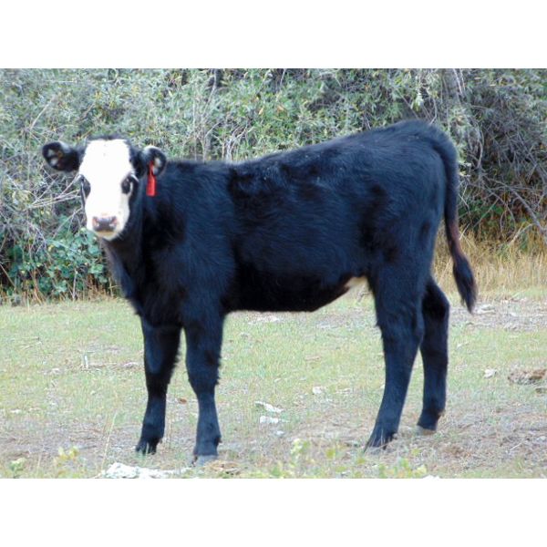 JG Larson Livestock (V-V) - 530# Heifer Calves - 60 Head (Jenner, AB)
