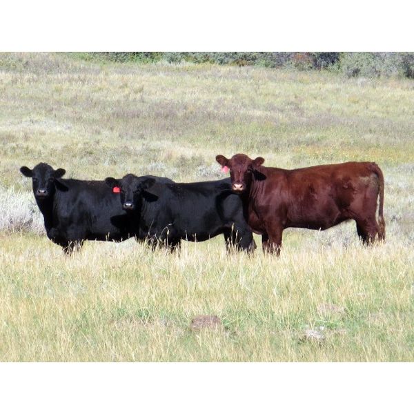 Jeff & Bonnie Resch - 1025# Heifers - 61 Head (Leader, SK)