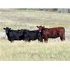 Image 1 : Jeff & Bonnie Resch - 1025# Heifers - 61 Head (Leader, SK)