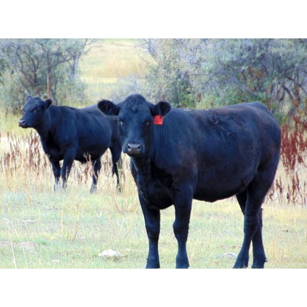 Ryan Culligan - 800# Heifers - 79 Head (Duchess, AB)