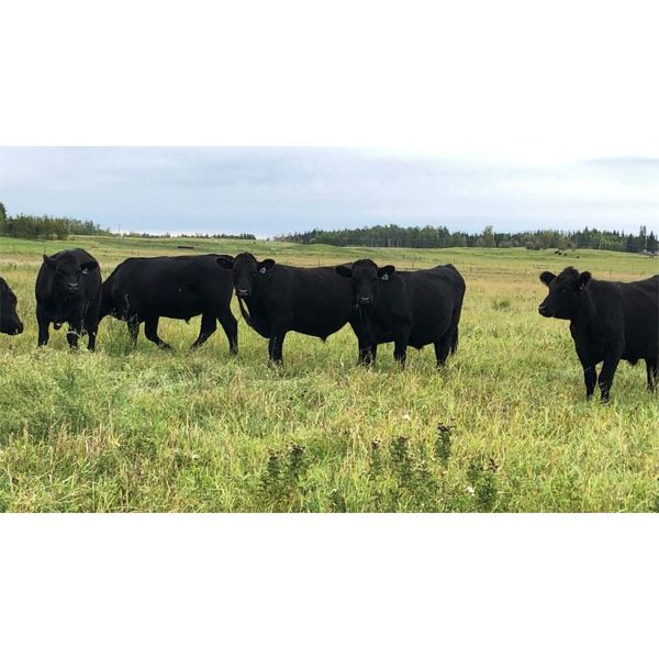 2J Stock Farm - 900# Steers - 125 Head (Darwell, AB)