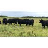 Image 1 : 2J Stock Farm - 900# Steers - 125 Head (Darwell, AB)