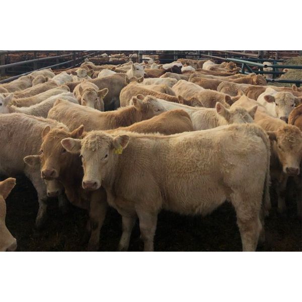 Patzer Ranch Ltd. - 635# Steer Calves - 95 Head (Waldeck, SK)
