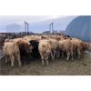 Image 2 : Patzer Ranch Ltd. - 635# Steer Calves - 95 Head (Waldeck, SK)