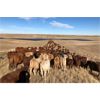 Image 3 : Patzer Ranch Ltd. - 635# Steer Calves - 95 Head (Waldeck, SK)