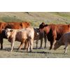 Image 4 : Patzer Ranch Ltd. - 635# Steer Calves - 95 Head (Waldeck, SK)