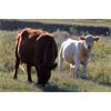 Image 5 : Patzer Ranch Ltd. - 635# Steer Calves - 95 Head (Waldeck, SK)
